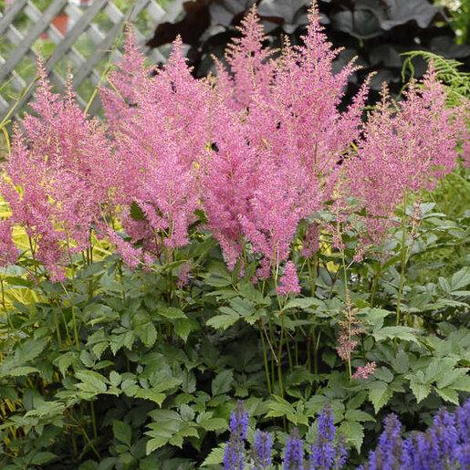 G6181 Astilbe Japonica 'rheinland' - View 34 from www redcrocus com