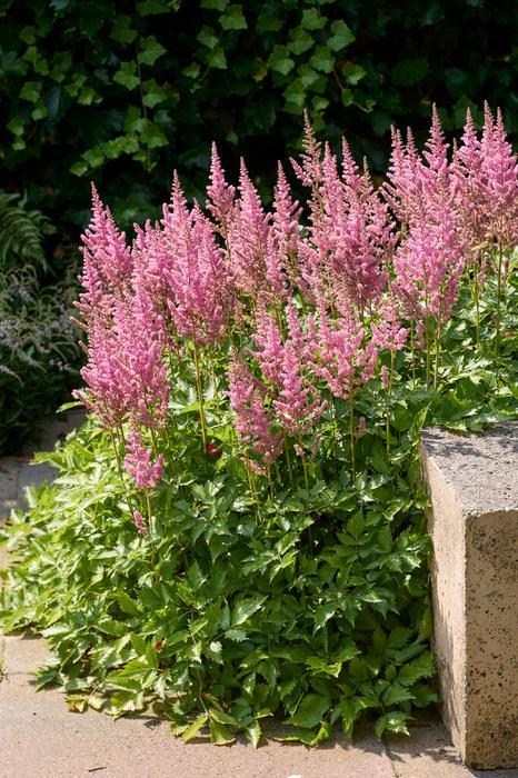 G6181 Astilbe Japonica 'rheinland' - View 7 from www redcrocus com