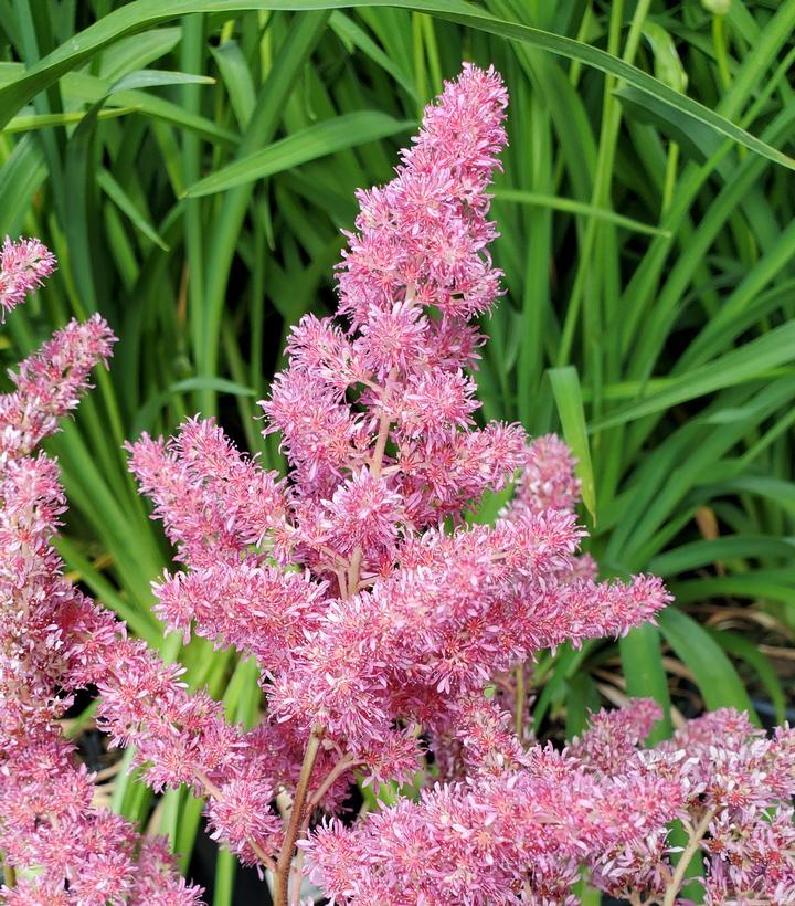 G6181 Astilbe Japonica 'rheinland' - View 9 from www redcrocus com