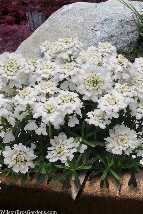 G6200 Iberis Sempervirens 27white Out 27 10 2c3ed9aa 594e 4e9d 87b2 37267ca040f4 from www redcrocus com