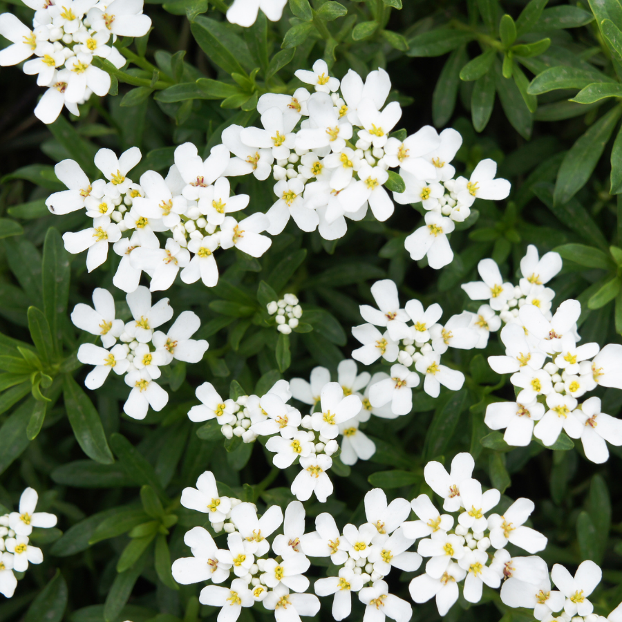 G6200 Iberis Sempervirens 27white Out 27 11 89f7d40c 1b6d 417a 8bb5 84af63110fa3 from www redcrocus com