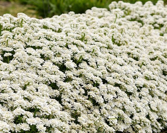 G6200 Iberis Sempervirens 27white Out 27 13 20f94489 7af8 4ffc 9aaa 1506a98a92aa from www redcrocus com