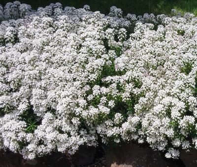 G6200 Iberis Sempervirens 27white Out 27 14 F1e1ea3b C5e5 4ee4 A50c Cbb0e8fbeaab from www redcrocus com