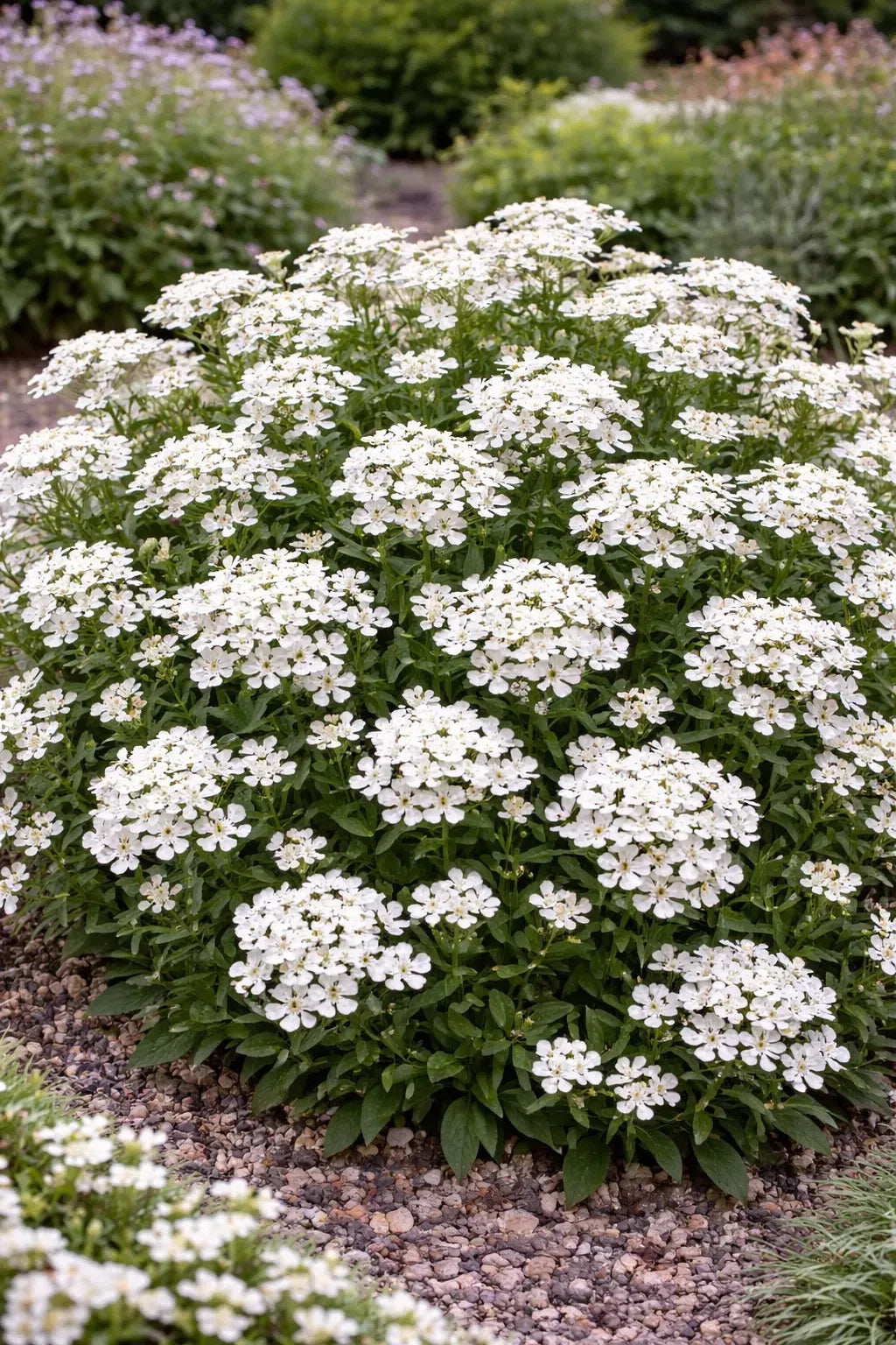 G6200 Iberis Sempervirens 27white Out 27 19 D9baaed1 Aa5a 4d0f Aca3 95c1febbdd04 from www redcrocus com
