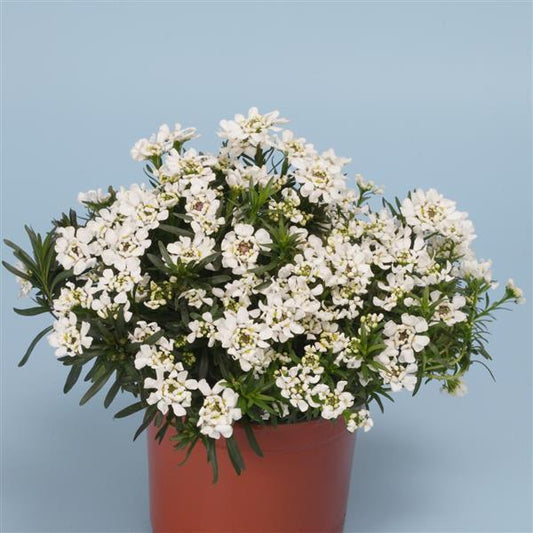 G6200 Iberis Sempervirens 27white Out 27 1 D246972d C58e 4715 921d B57450e971f4 from www redcrocus com