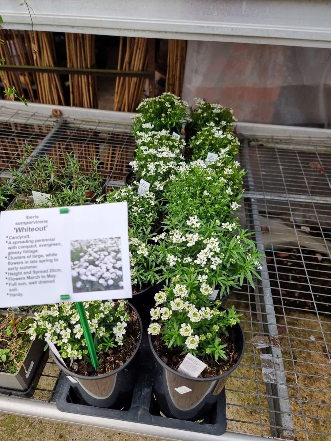 G6200 Iberis Sempervirens 27white Out 27 20 A9532731 0f36 4cb8 Abbf 12585f296b60 from www redcrocus com