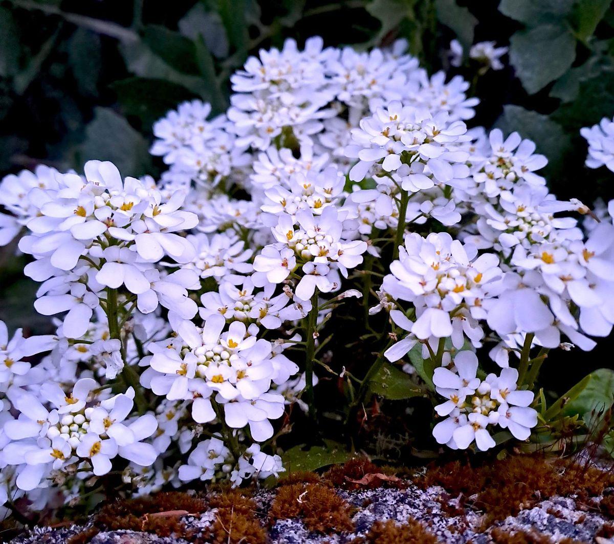 G6200 Iberis Sempervirens 27white Out 27 26 5907e628 0f81 40b4 A52e 70eadfefe7c9 from www redcrocus com