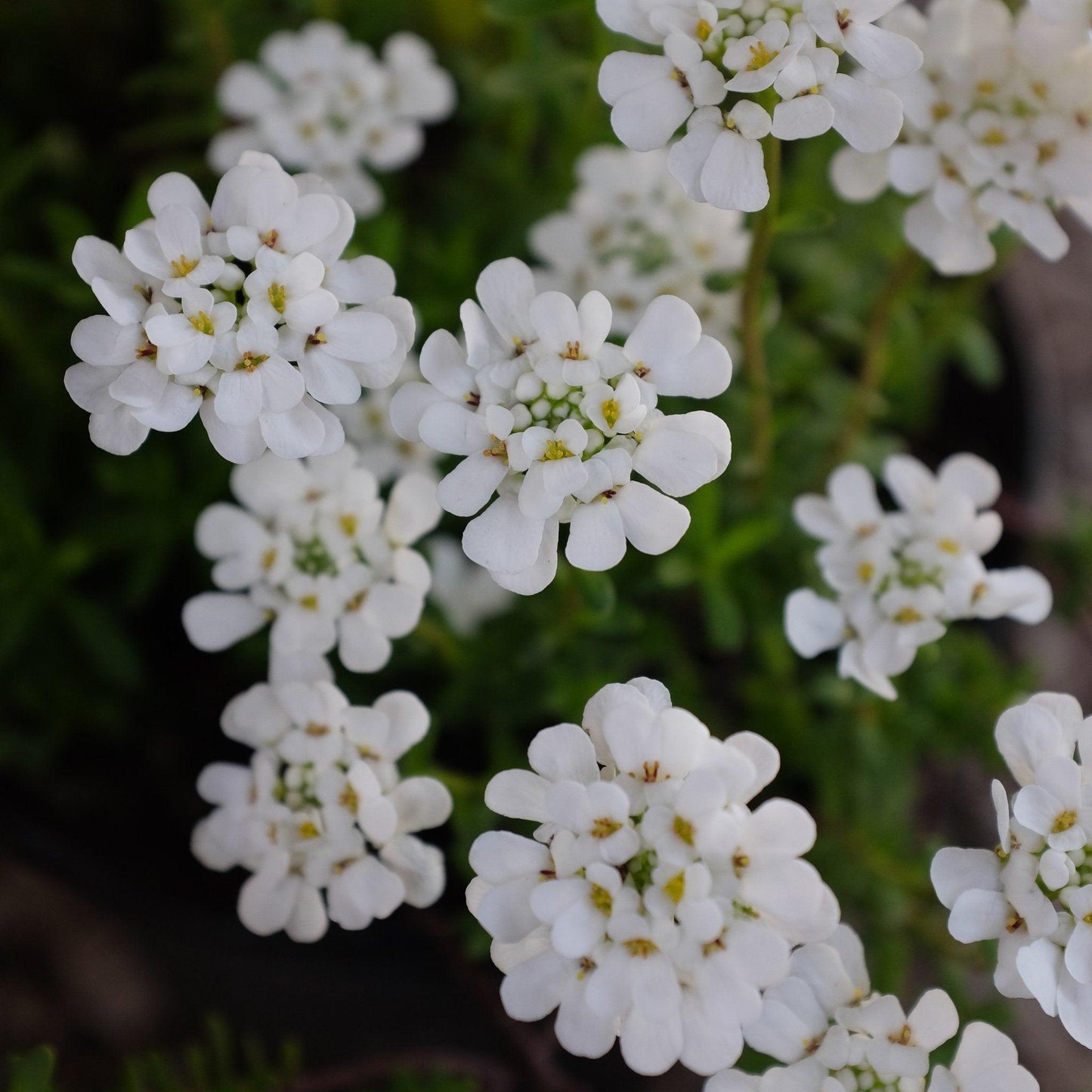 G6200 Iberis Sempervirens 27white Out 27 27 1268efe6 E500 4356 A646 Fa3f1413edcc from www redcrocus com