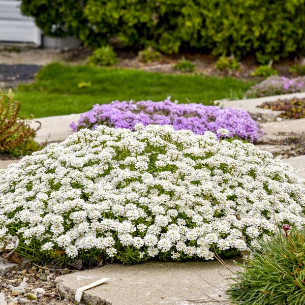 G6200 Iberis Sempervirens 27white Out 27 3 16422b3f A228 4d4c Ae1d F65c4b446572 from www redcrocus com