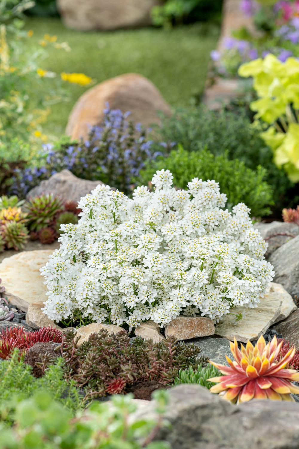 G6200 Iberis Sempervirens 27white Out 27 4 8cd884ca 6795 4582 Ae9a 94ef8d5e473b from www redcrocus com