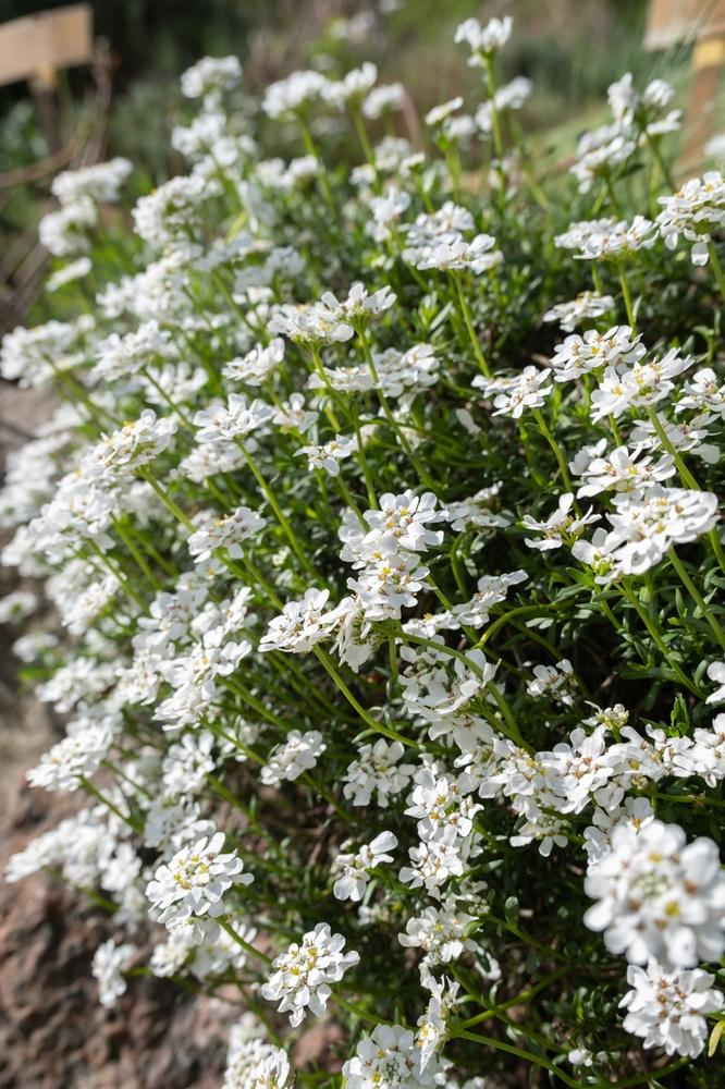 G6200 Iberis Sempervirens 27white Out 27 5 1ff44b4a 5026 4524 935a 99ed5f50b7b4 from www redcrocus com