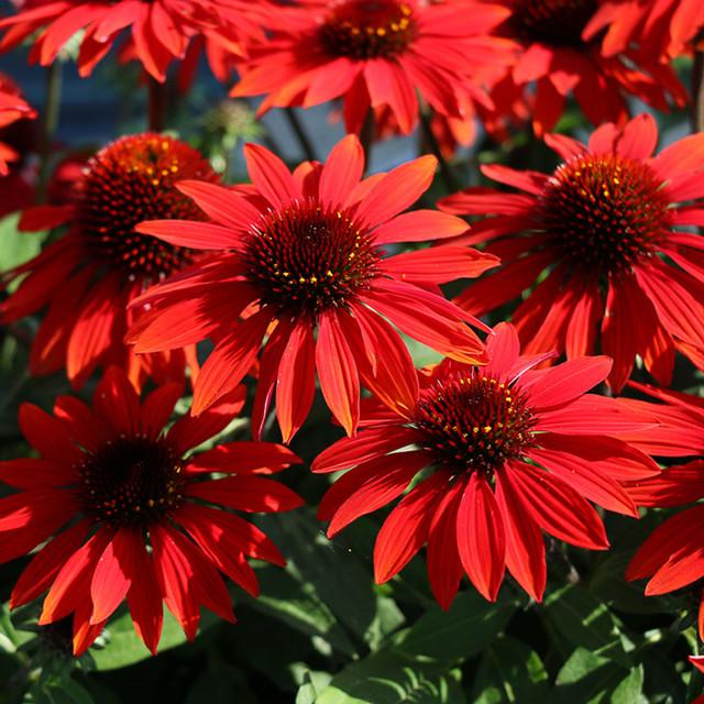 G6204 Echinacea Artisan Red Ombre - View 10 from www redcrocus com