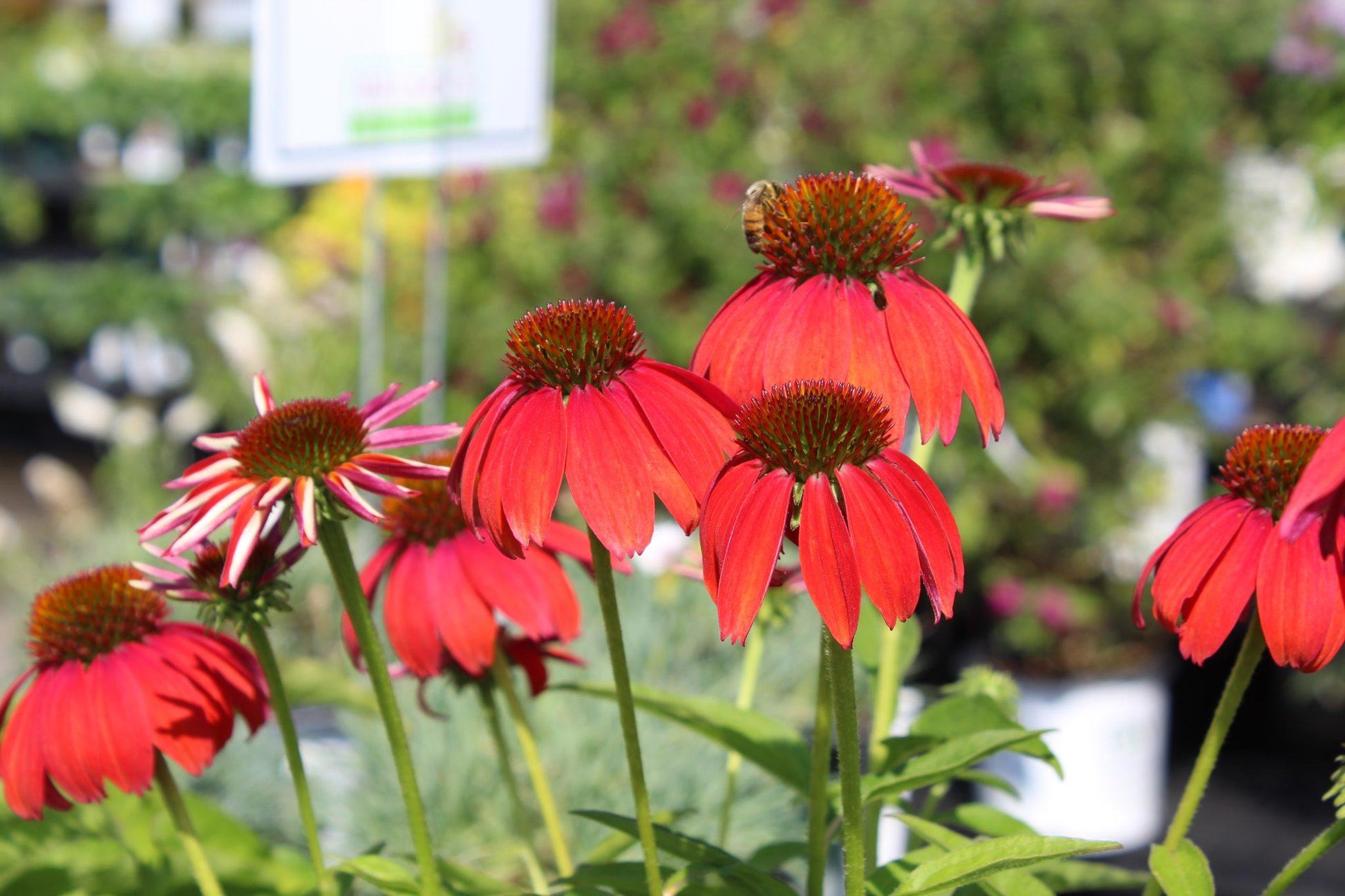 G6204 Echinacea Artisan Red Ombre - View 11 from www redcrocus com