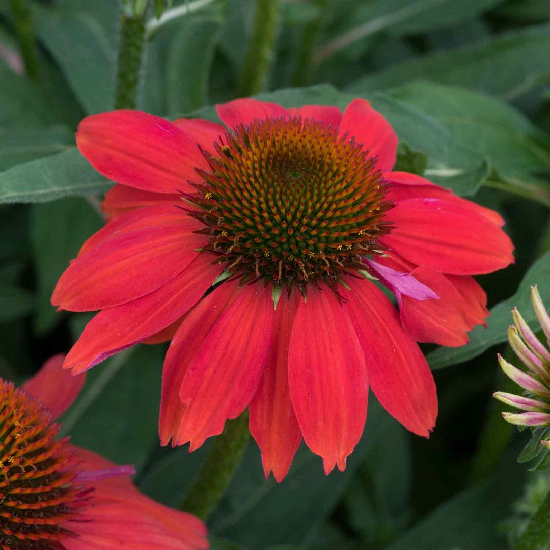 G6204 Echinacea Artisan Red Ombre - View 13 from www redcrocus com