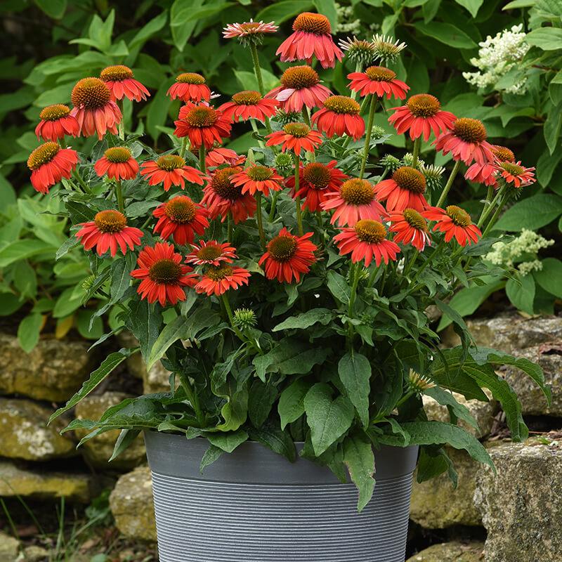 G6204 Echinacea Artisan Red Ombre - View 15 from www redcrocus com