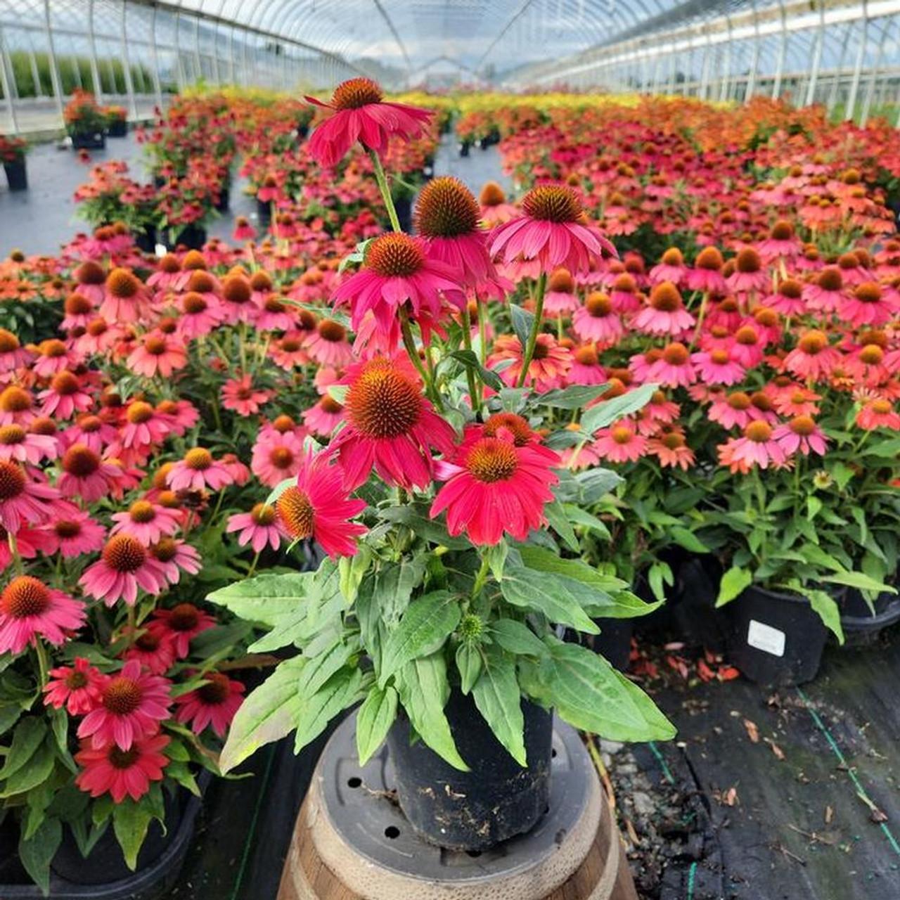 G6204 Echinacea Artisan Red Ombre - View 18 from www redcrocus com