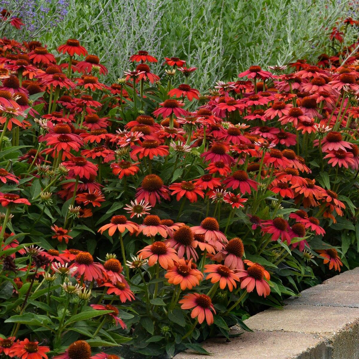 G6204 Echinacea Artisan Red Ombre - View 5 from www redcrocus com
