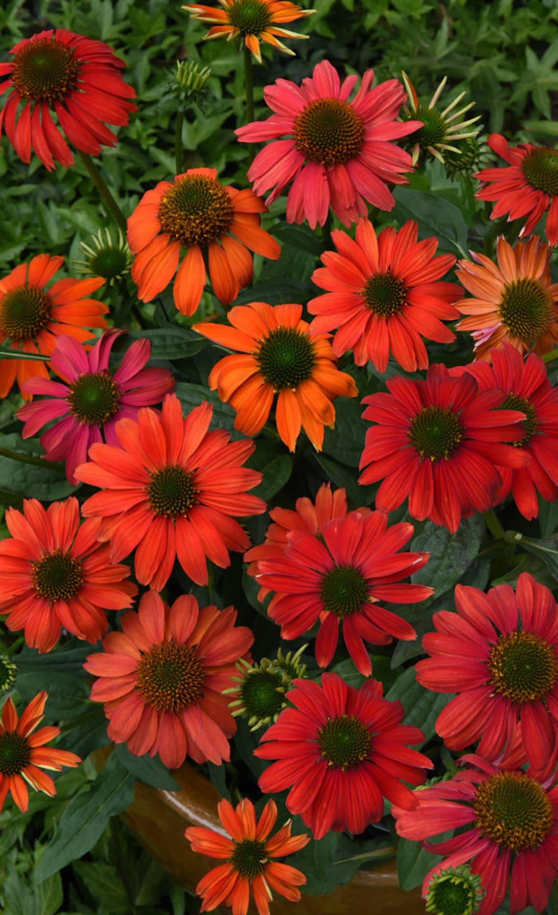 G6204 Echinacea Artisan Red Ombre - View 8 from www redcrocus com