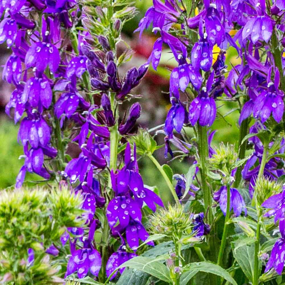 G6206 Lobelia Speciosa Starship Blue 12 Af4a5c1c 1a14 4717 94a0 B8325adf0d1f from www redcrocus com