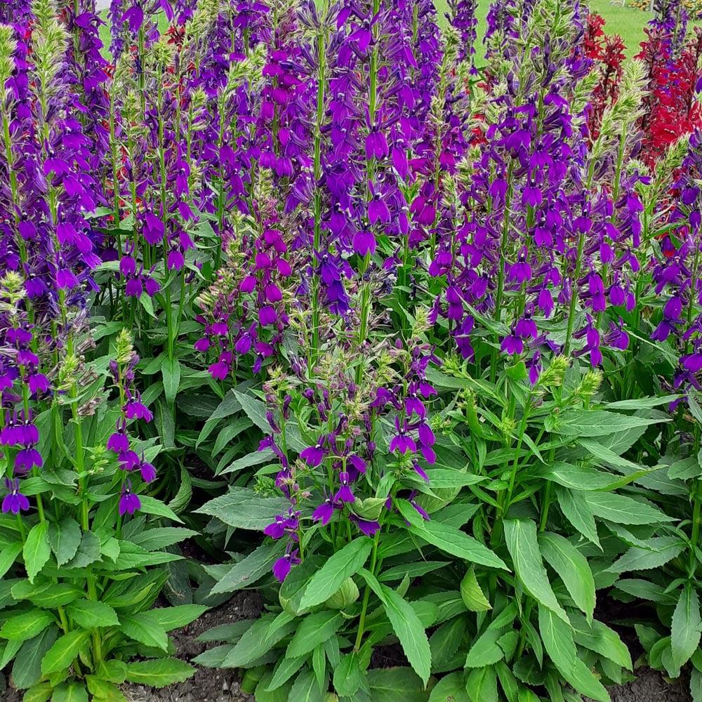 G6206 Lobelia Speciosa Starship Blue - View 1 from www redcrocus com