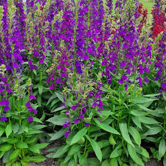 G6206 Lobelia Speciosa Starship Blue - View 1 from www redcrocus com