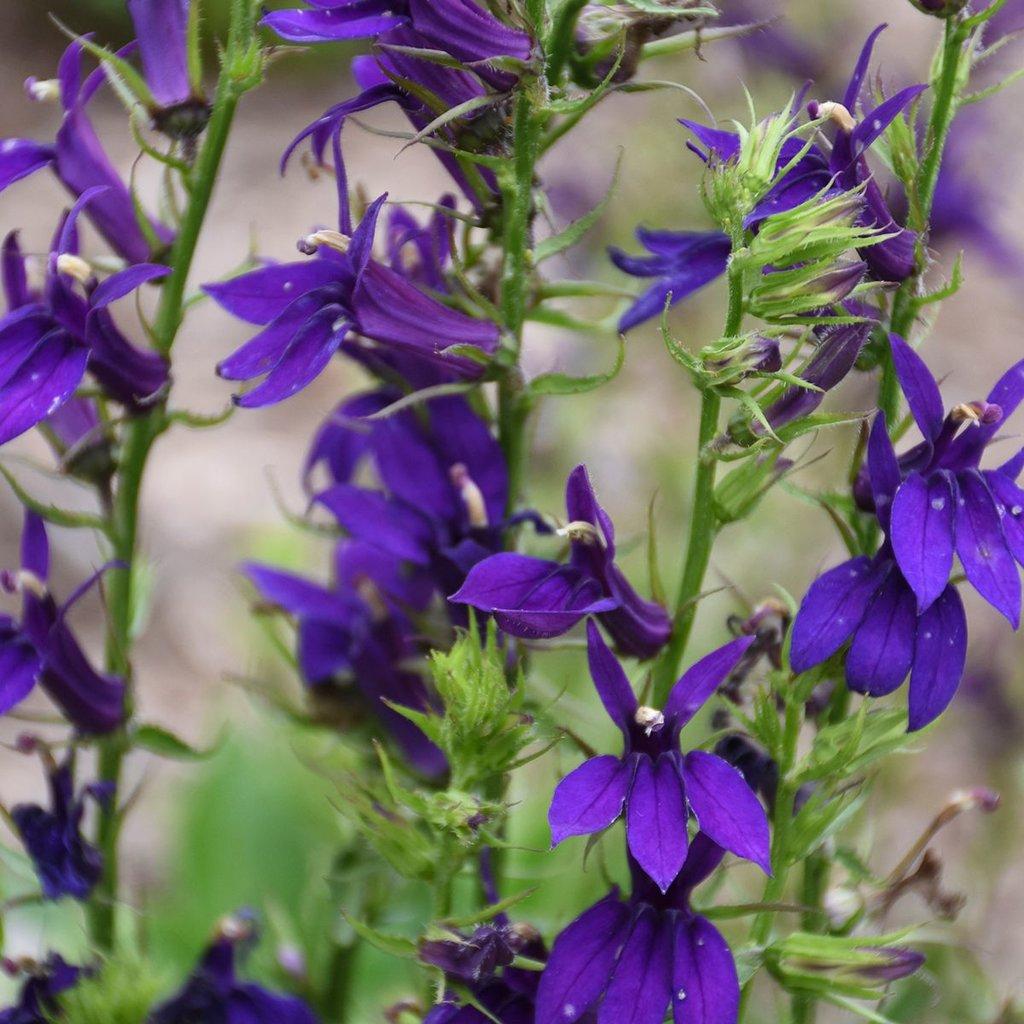 G6206 Lobelia Speciosa Starship Blue - View 2 from www redcrocus com