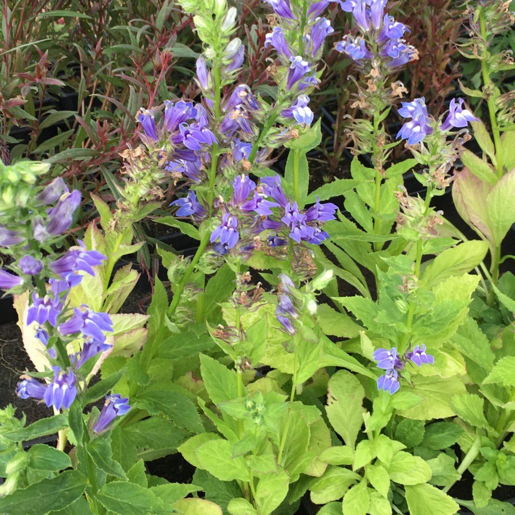 G6206 Lobelia Speciosa Starship Blue - View 5 from www redcrocus com