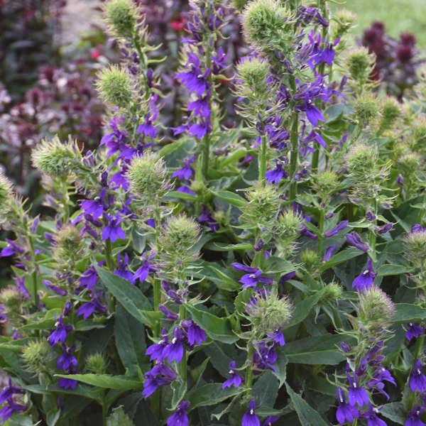 G6206 Lobelia Speciosa Starship Blue - View 6 from www redcrocus com