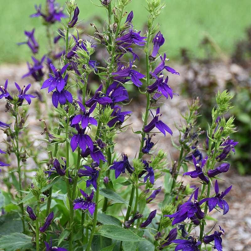 G6206 Lobelia Speciosa Starship Blue - View 7 from www redcrocus com
