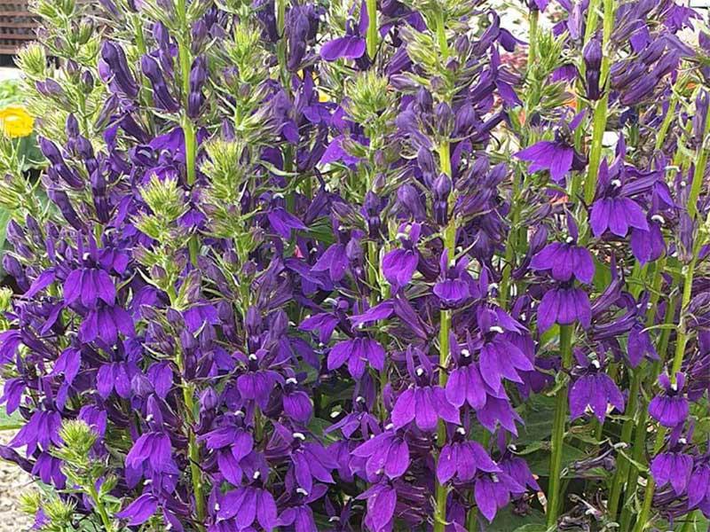 G6206 Lobelia Speciosa Starship Blue - View 8 from www redcrocus com