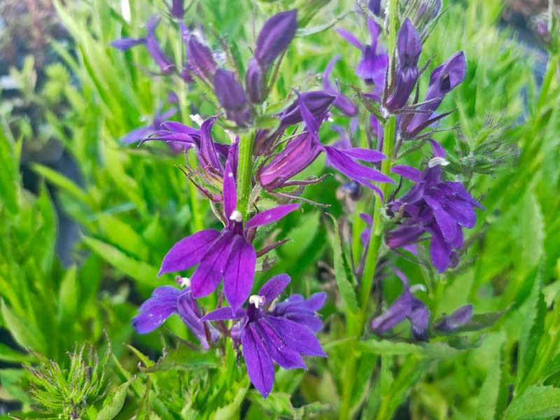 G6206 Lobelia Speciosa Starship Blue - View 9 from www redcrocus com
