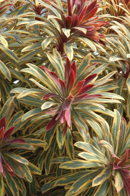 G6228 Euphorbia X Martinii Ascot Rainbow 12 2de21bf4 1c07 4f6e 9efb 008e2bb40a73 from www redcrocus com