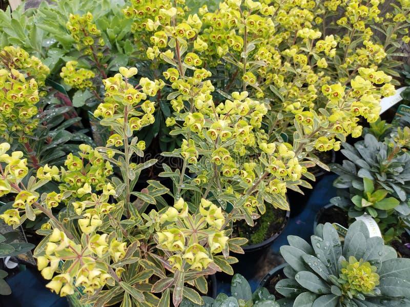 G6228 Euphorbia X Martinii Ascot Rainbow - View 13 from www redcrocus com