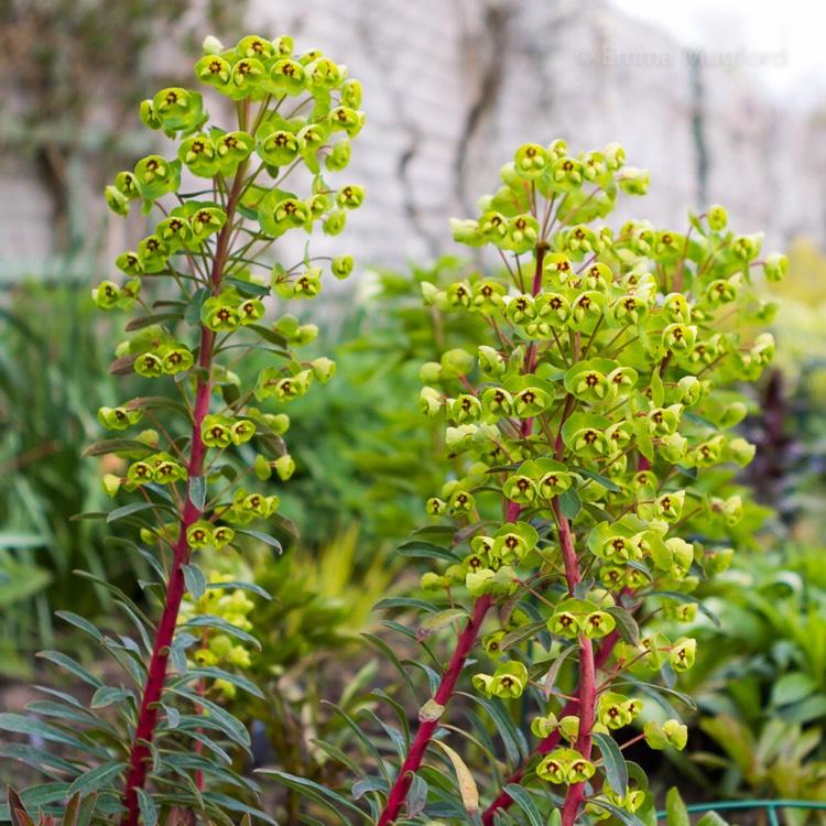 G6228 Euphorbia X Martinii Ascot Rainbow - View 15 from www redcrocus com