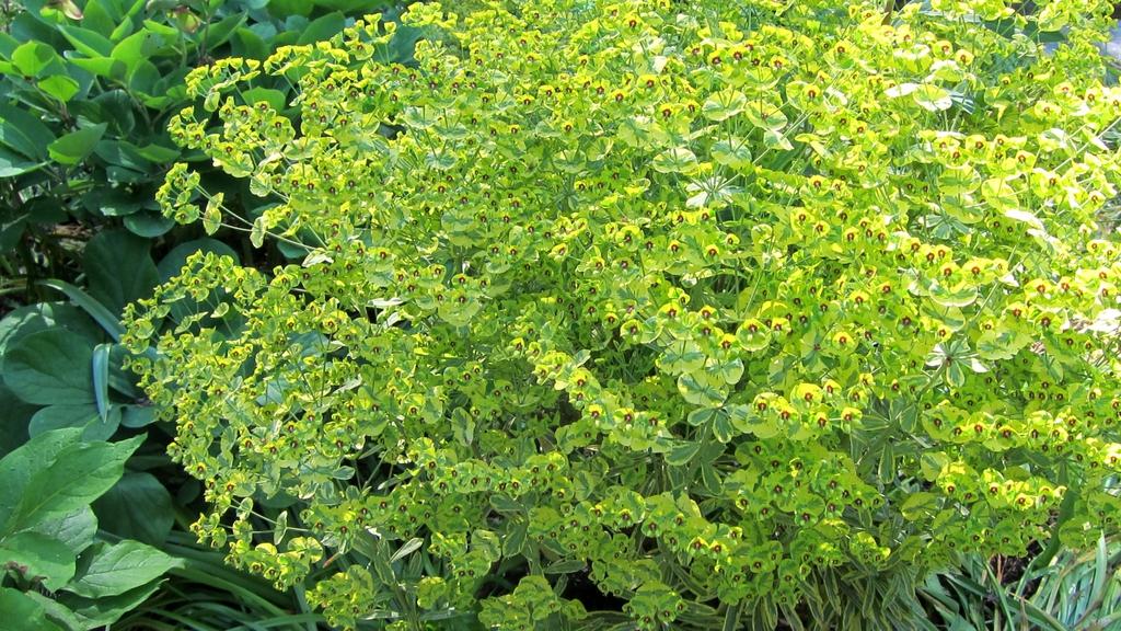 G6228 Euphorbia X Martinii Ascot Rainbow 16 Bfd9a15f Cb8c 436b A4f2 1aa22a9fc490 from www redcrocus com