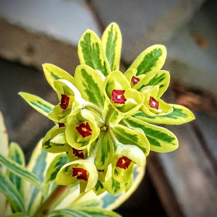 G6228 Euphorbia X Martinii Ascot Rainbow 18 Fdd317f6 2cac 4768 9c98 798a596ad992 from www redcrocus com