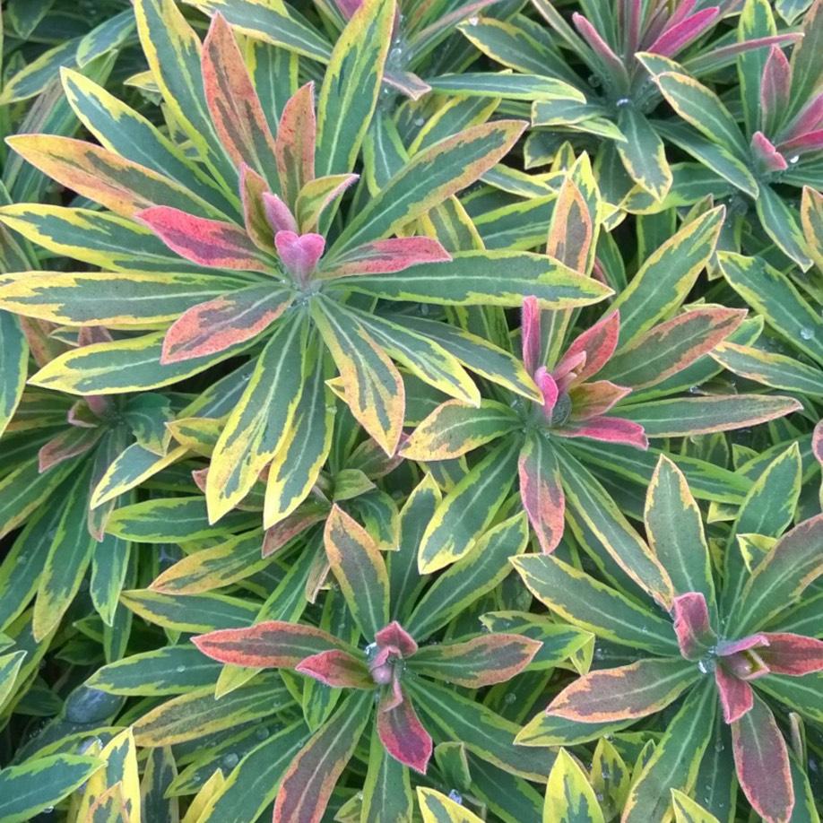 G6228 Euphorbia X Martinii Ascot Rainbow 19 804a45c8 8269 4c41 9197 010b72defb53 from www redcrocus com