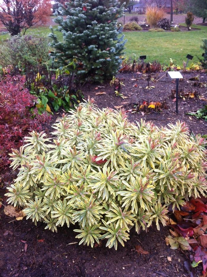 G6228 Euphorbia X Martinii Ascot Rainbow 2 Da34495b Fb4a 43a6 9189 E6b38f3c8f58 from www redcrocus com
