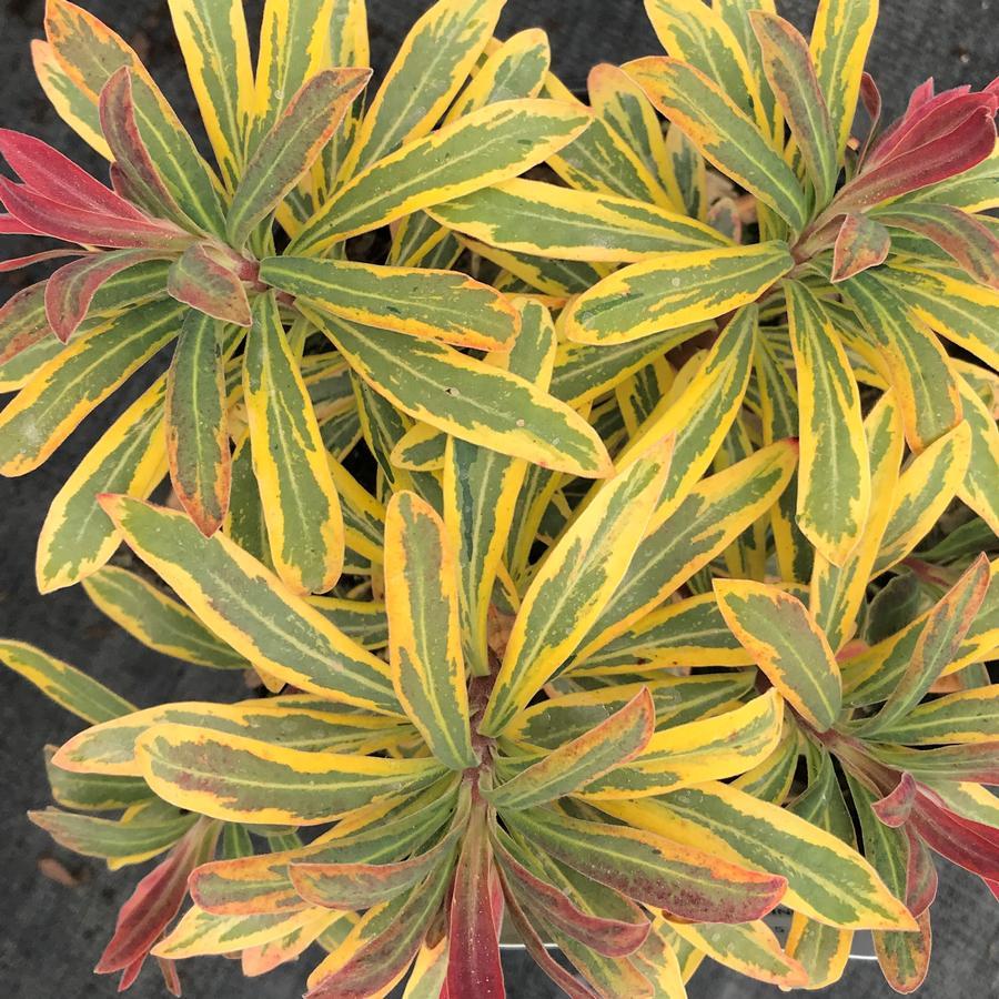 G6228 Euphorbia X Martinii Ascot Rainbow 4 58669f56 594c 4b45 8cb5 4cccf94bbd30 from www redcrocus com