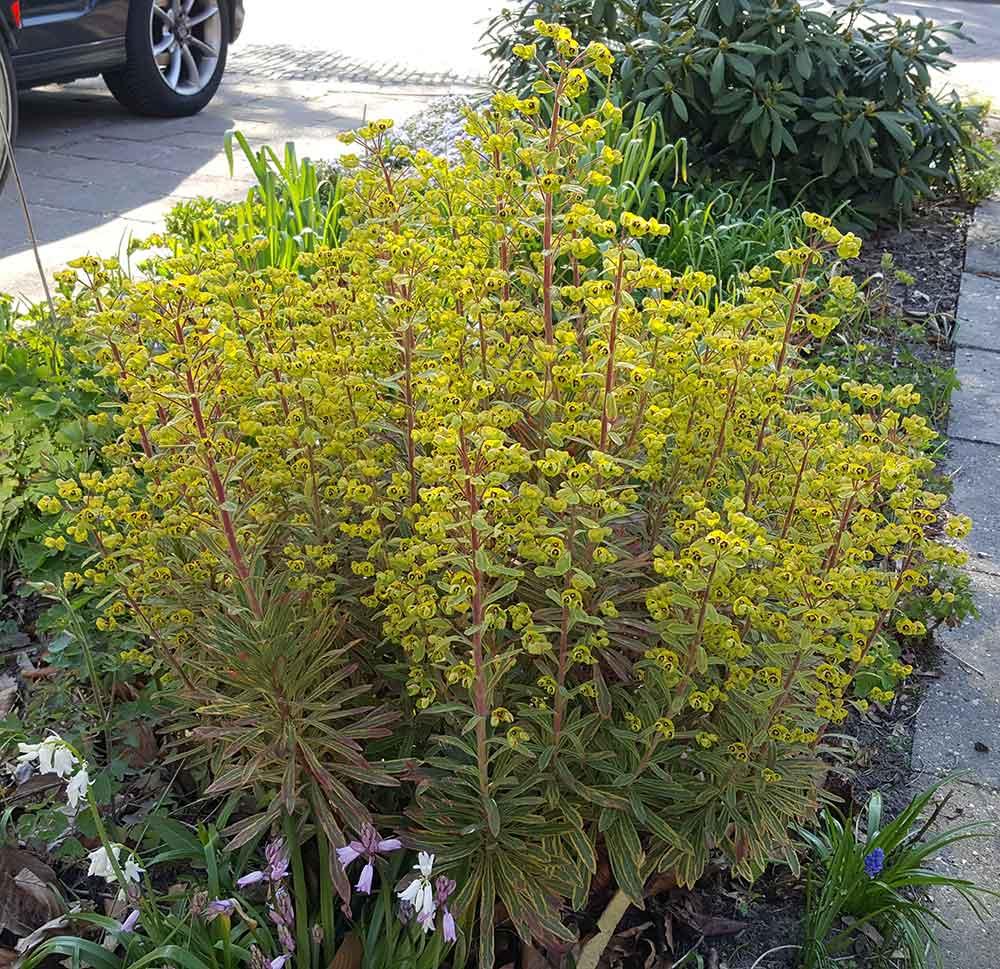 G6228 Euphorbia X Martinii Ascot Rainbow 5 3953901d 135d 48de 8395 16dcd205eeb3 from www redcrocus com