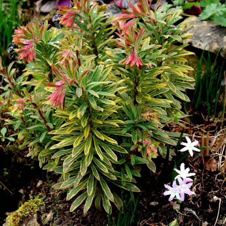 G6228 Euphorbia X Martinii Ascot Rainbow 8 20d73745 Fa80 4e55 8fa5 B6ce2479c96a from www redcrocus com