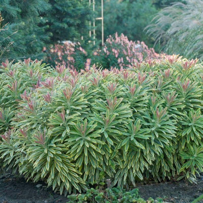 G6228 Euphorbia X Martinii Ascot Rainbow 9 29e99242 355e 484f 8e57 6ea8a9dfc06a from www redcrocus com