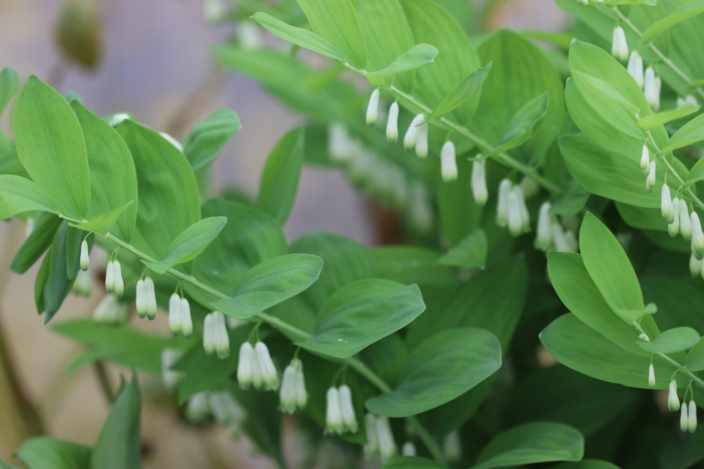 G6235 Polygonatum Biflorum - View 10 from www redcrocus com