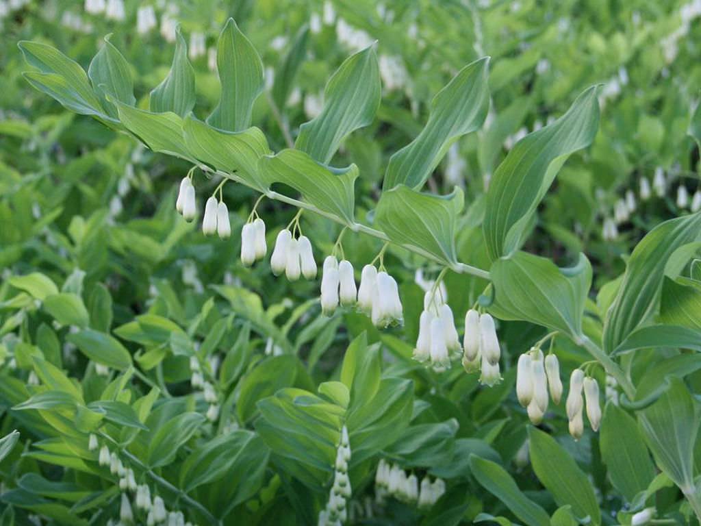 G6235 Polygonatum Biflorum 11 Ab0f054b E0fc 472f A082 C3c020aa0176 from www redcrocus com