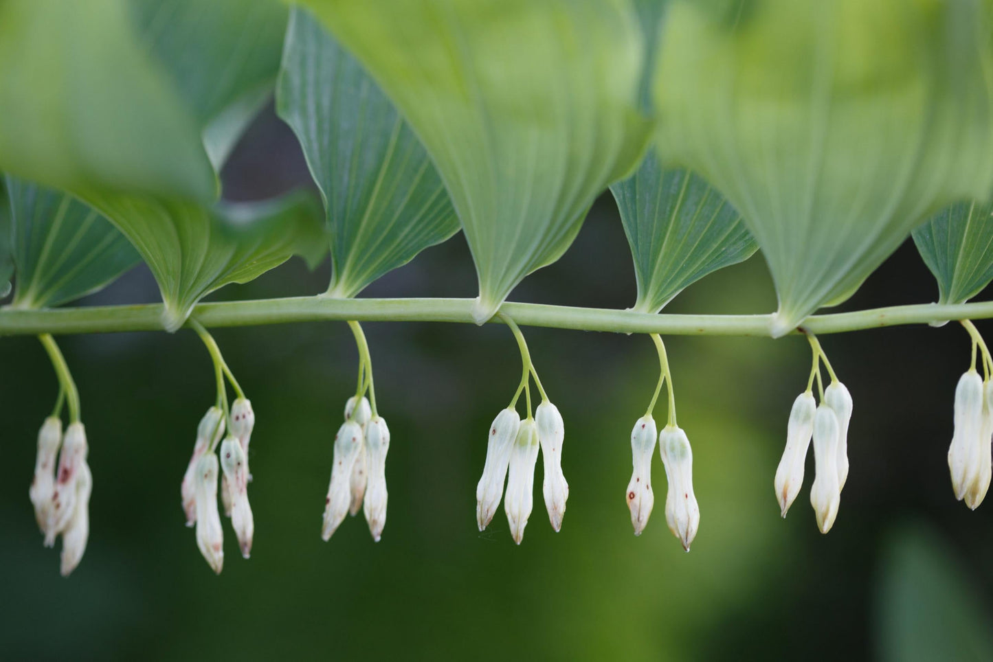 G6235 Polygonatum Biflorum - View 12 from www redcrocus com
