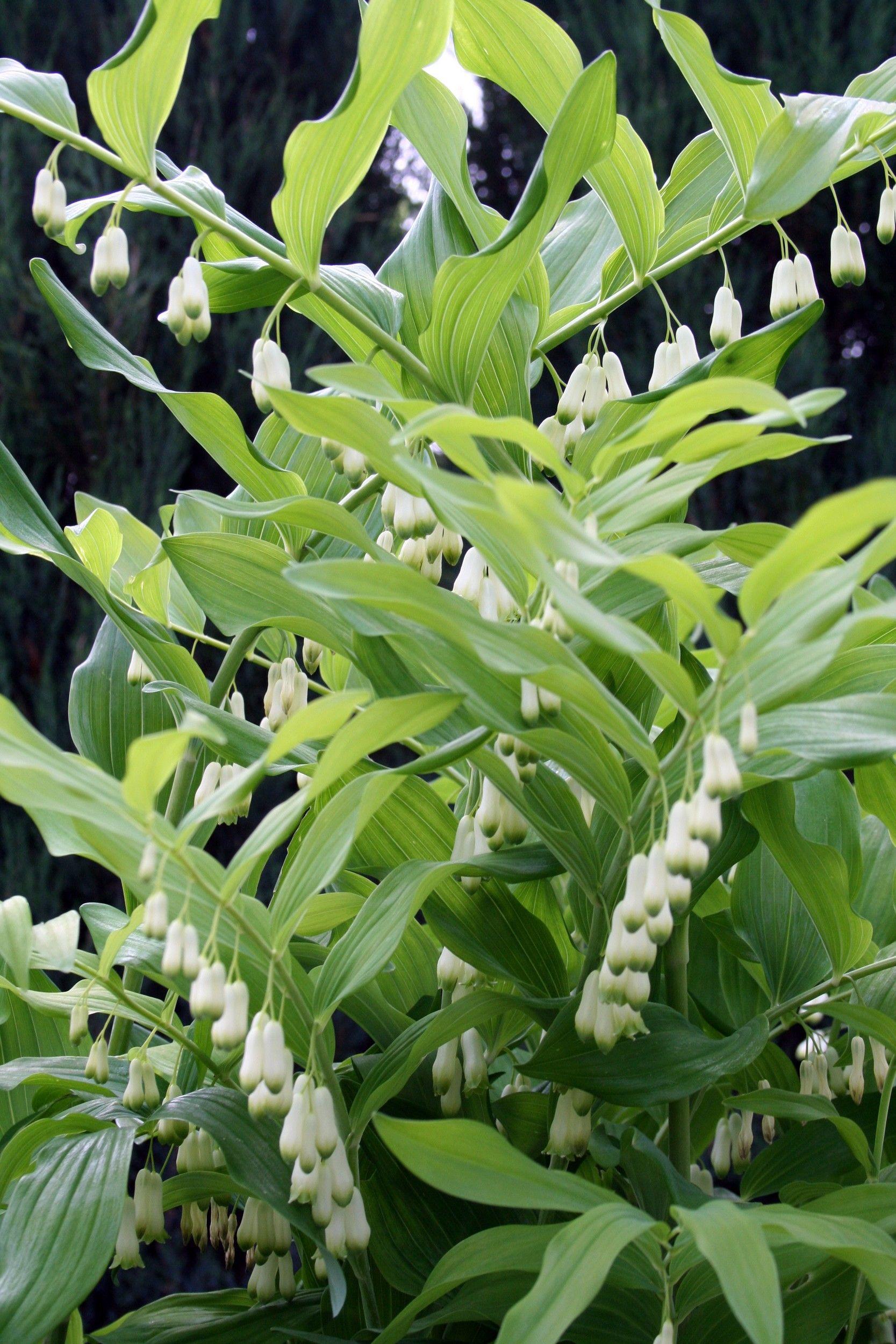 G6235 Polygonatum Biflorum - View 13 from www redcrocus com