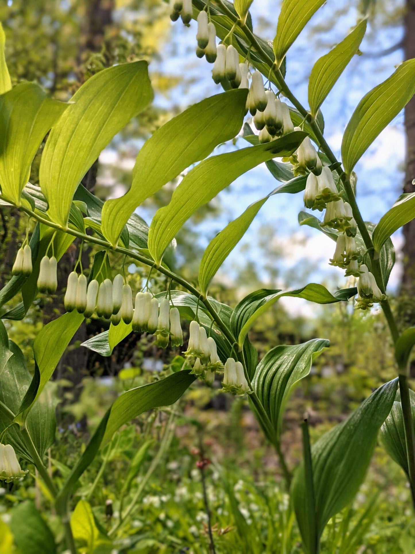 G6235 Polygonatum Biflorum 14 9ba32ea0 0bc7 4a12 801d 31c9b66c2539 from www redcrocus com