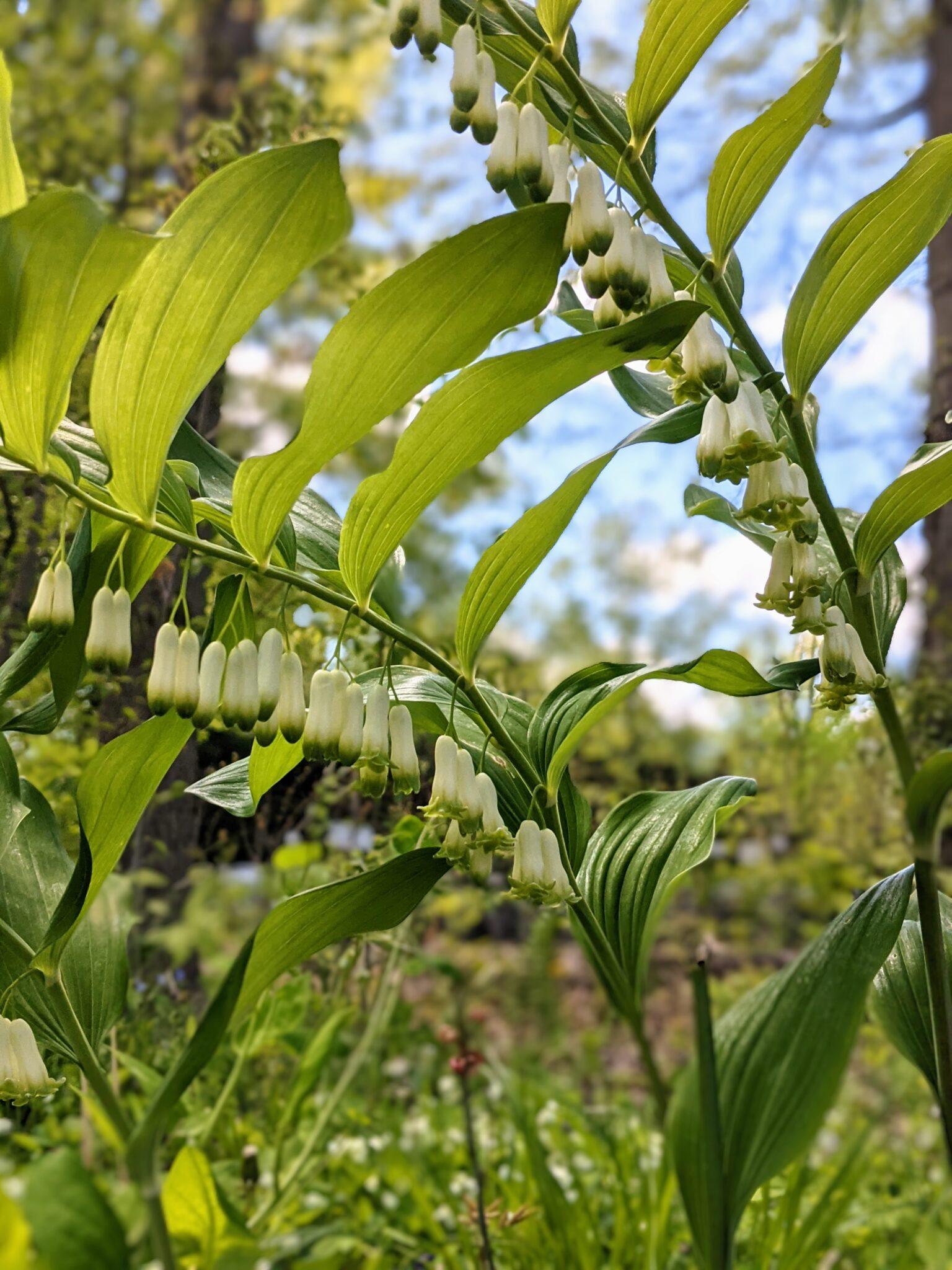 G6235 Polygonatum Biflorum 14 9ba32ea0 0bc7 4a12 801d 31c9b66c2539 from www redcrocus com
