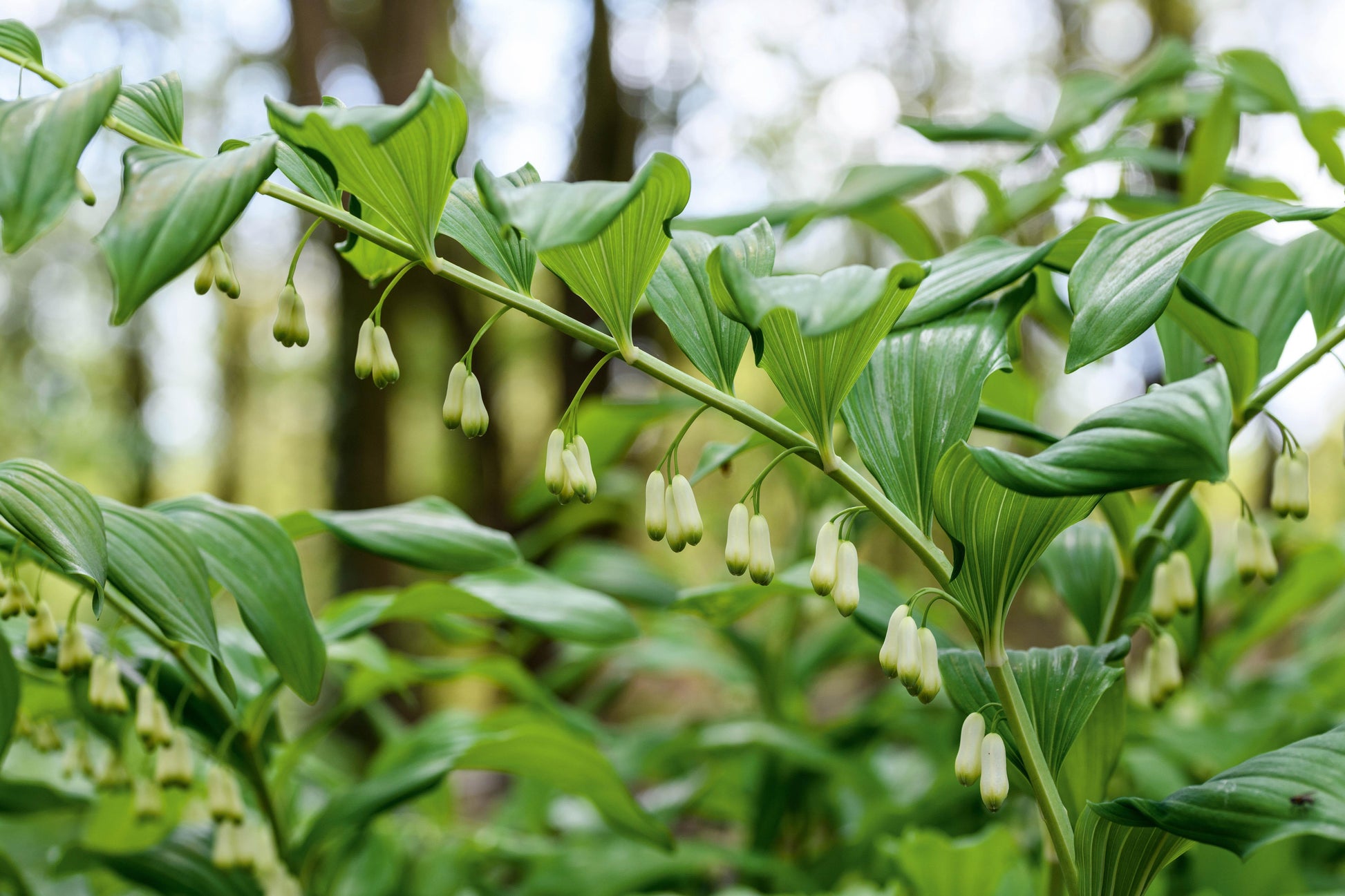 G6235 Polygonatum Biflorum 15 5f013062 Fb6f 4b7d 9a16 F302f6d5fe8c from www redcrocus com