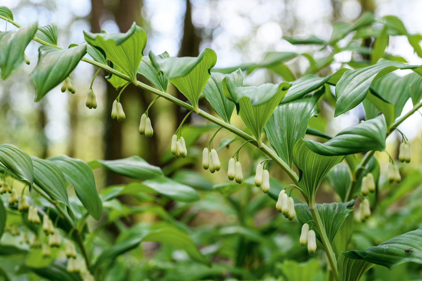G6235 Polygonatum Biflorum 15 5f013062 Fb6f 4b7d 9a16 F302f6d5fe8c from www redcrocus com
